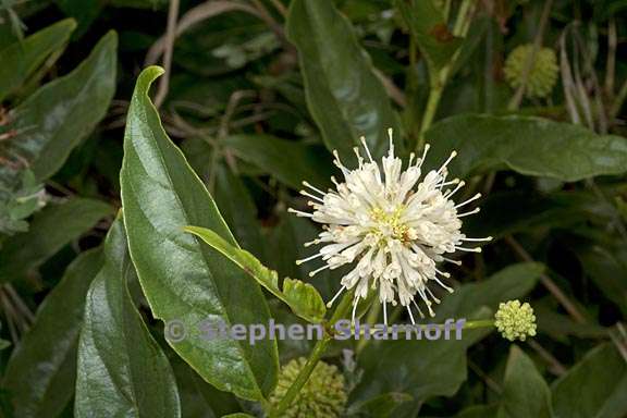 cephalanthus occidentalis 2 graphic